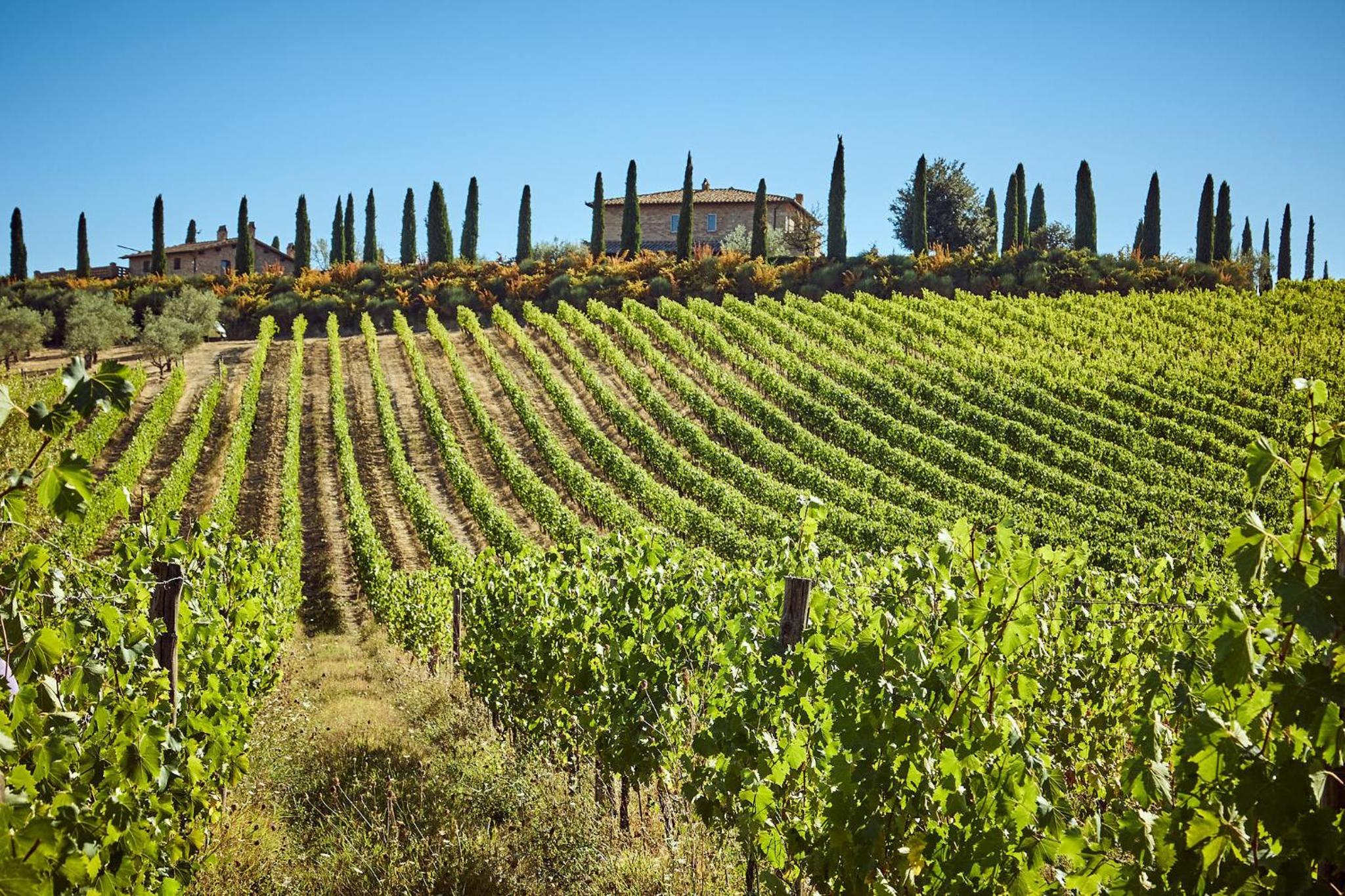 Poggio Golo - Villa och Vingård - Toscana, Bild 6