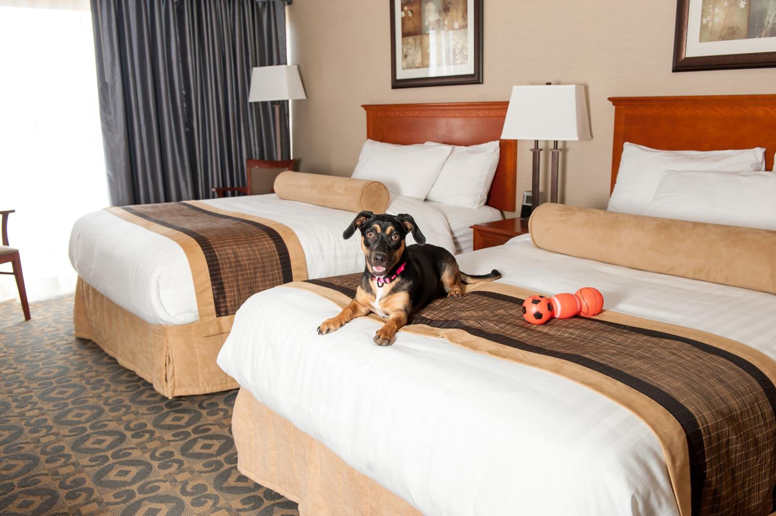 Room with Two Double Beds - Pet Friendly - Photo 5