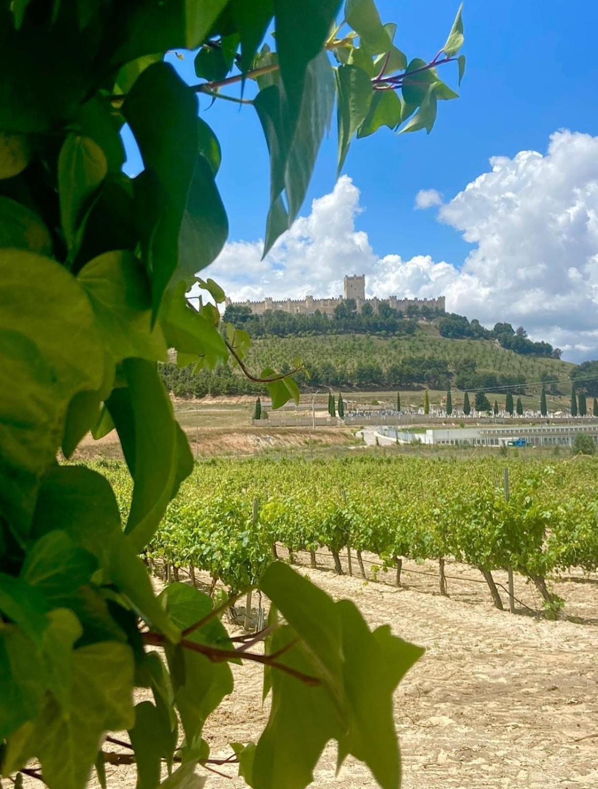 VERDEJO - Photo 3