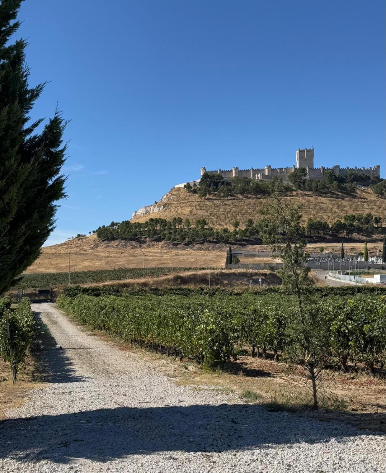 VERDEJO - Photo 15
