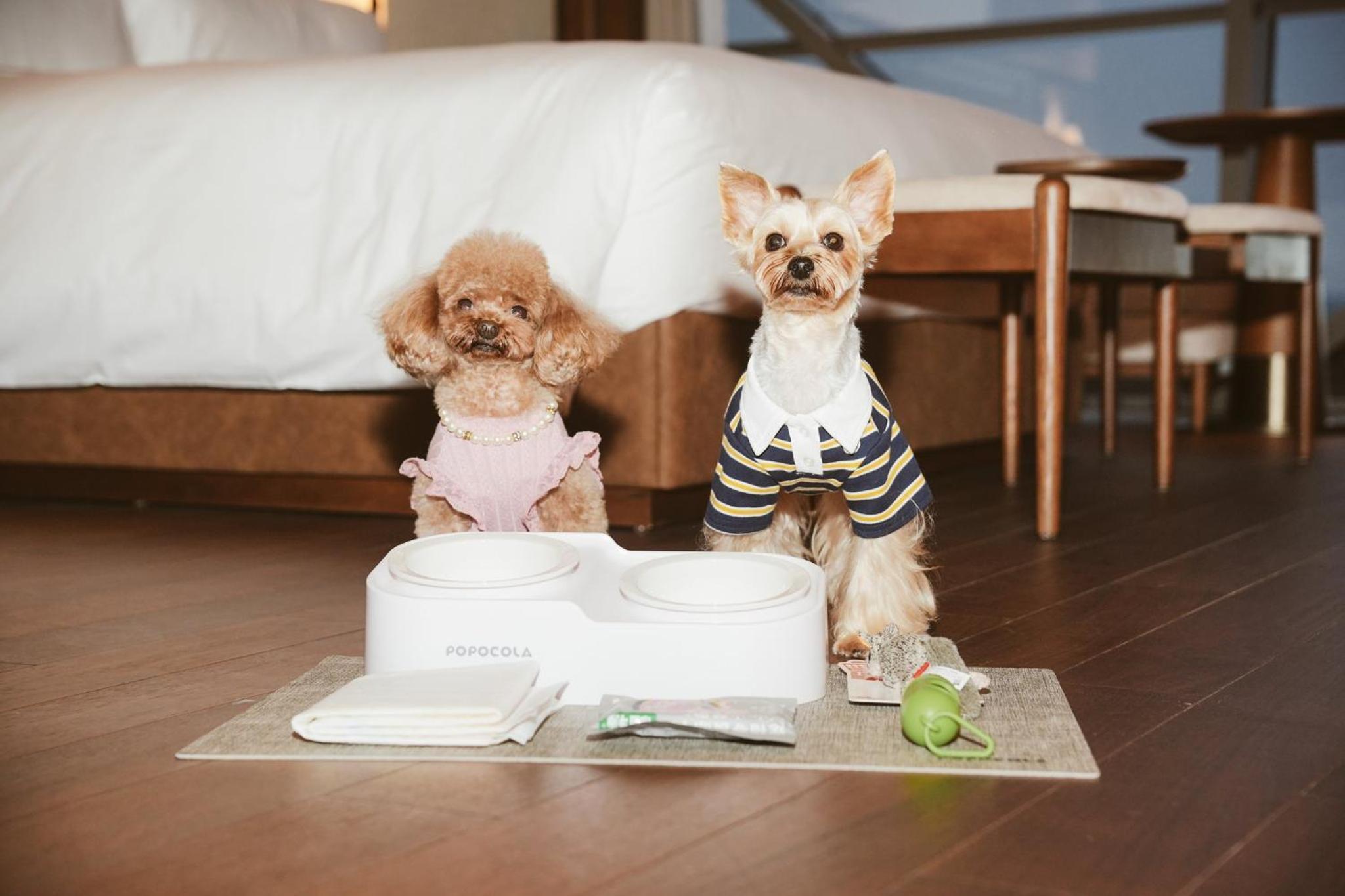 Standard King Room - Pet Friendly