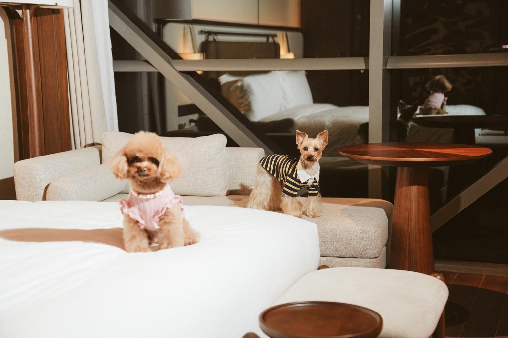 Standard King Room - Pet Friendly