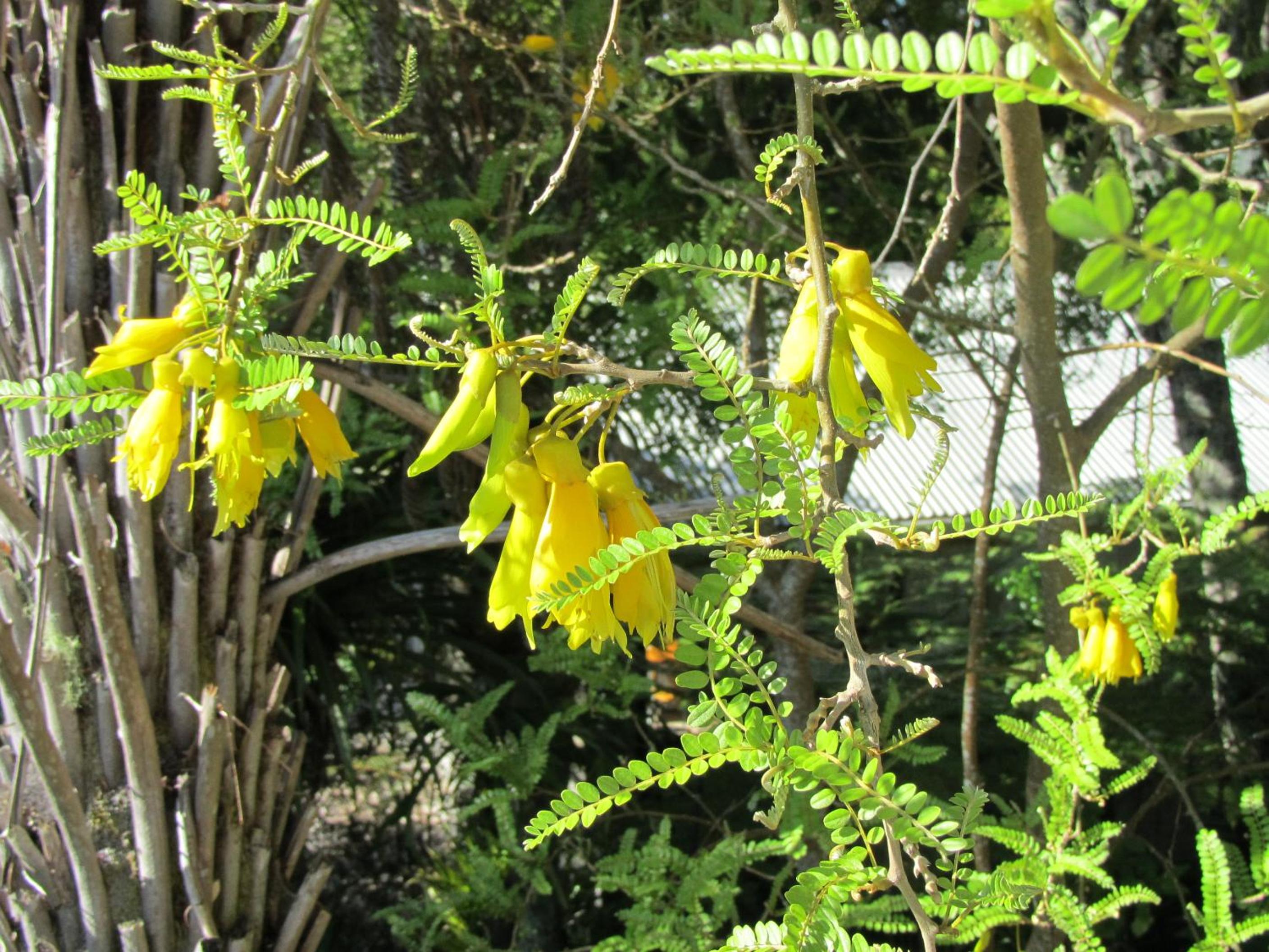 Garden Suite photo 3