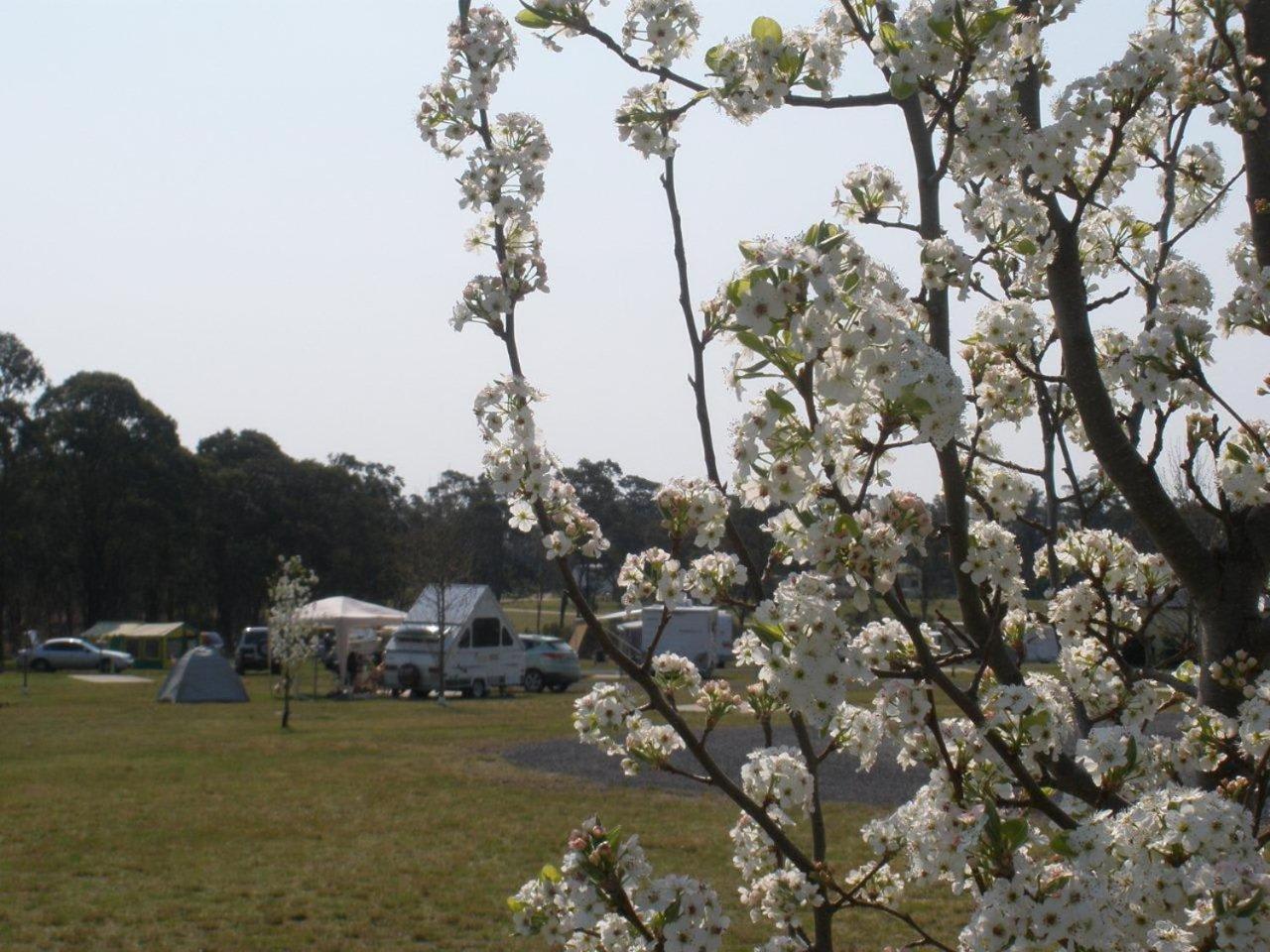 Powered Sites for Caravans (Parking lot, No Beds) photo 1