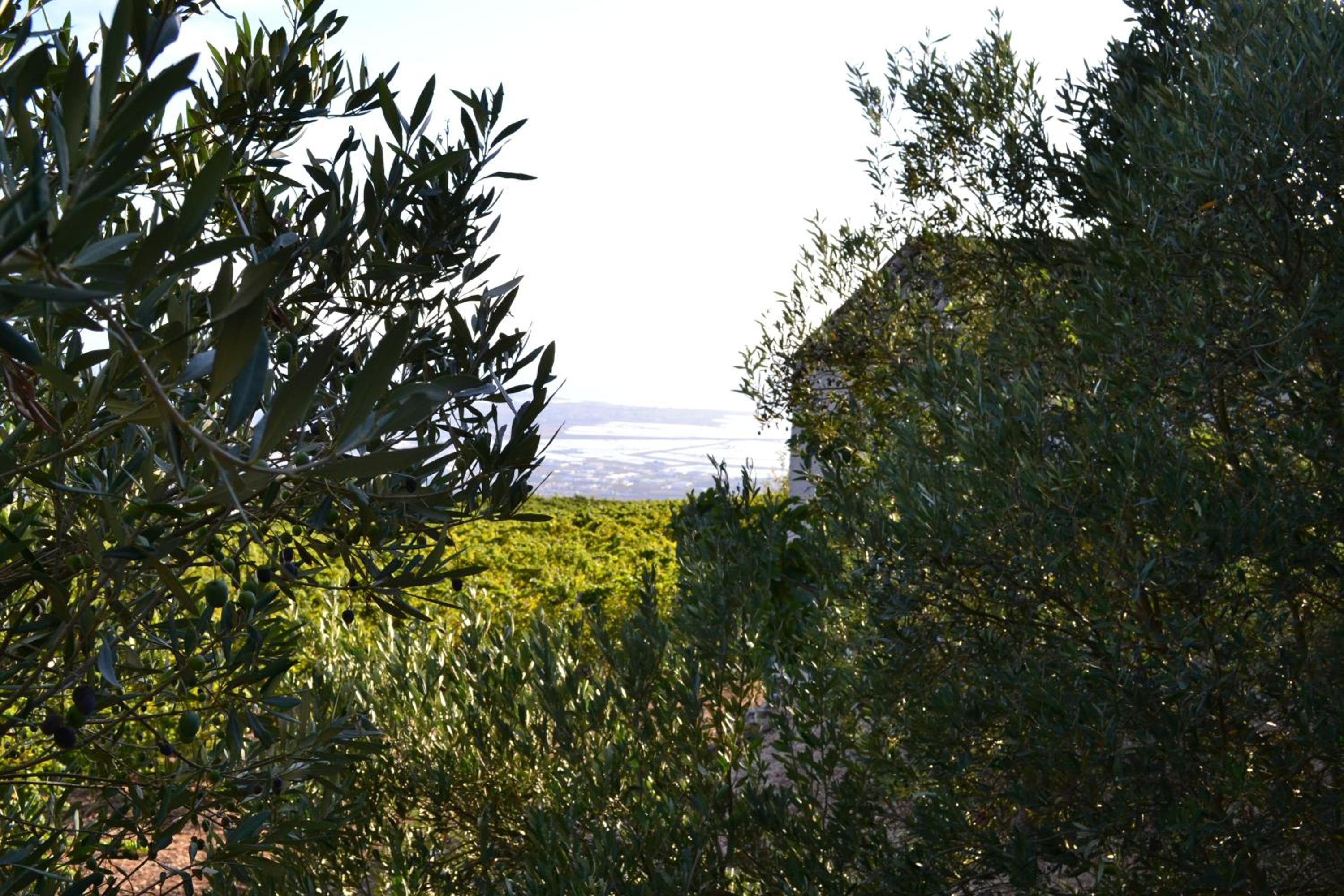 King Room with Garden View photo 2