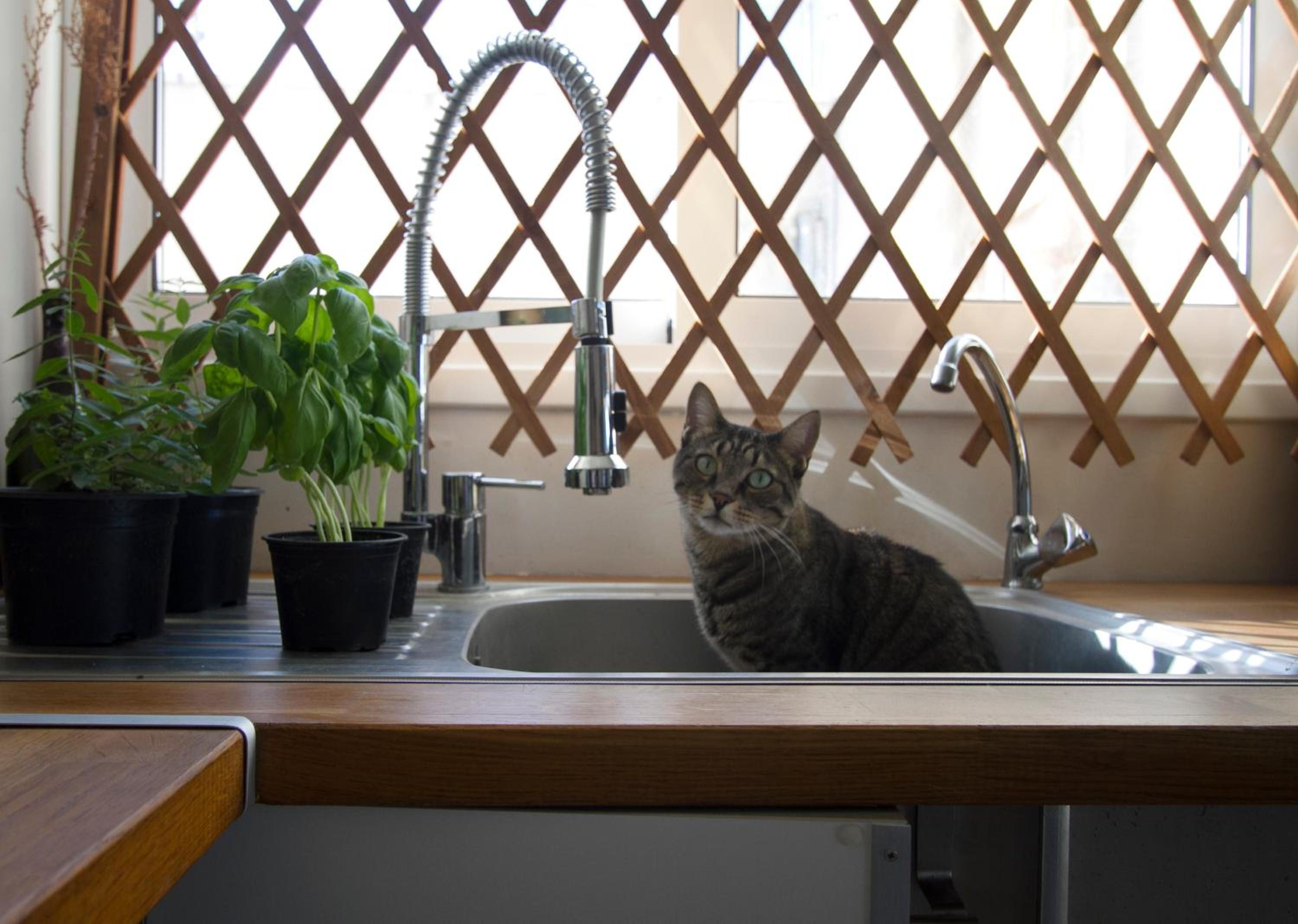 Penthouse Apartment - Cat Sitting - Photo 49