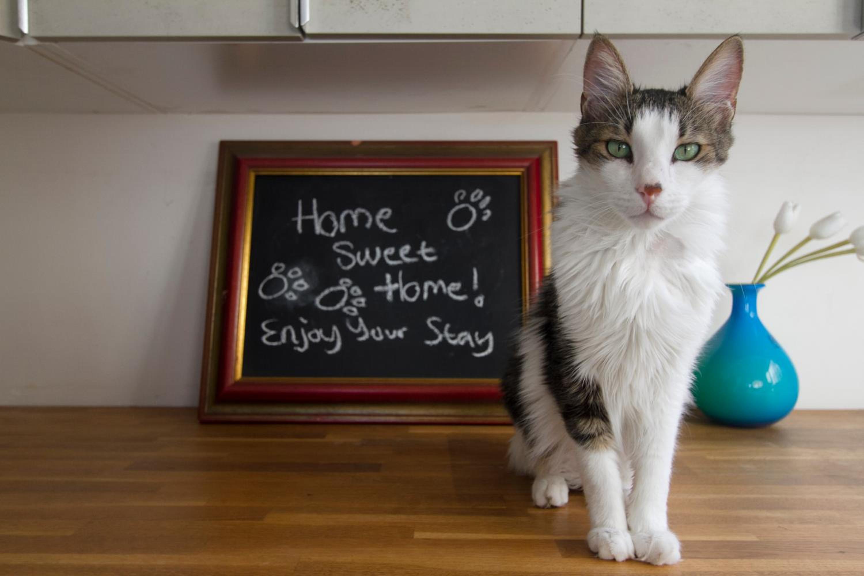 Penthouse Apartment - Cat Sitting - Photo 61