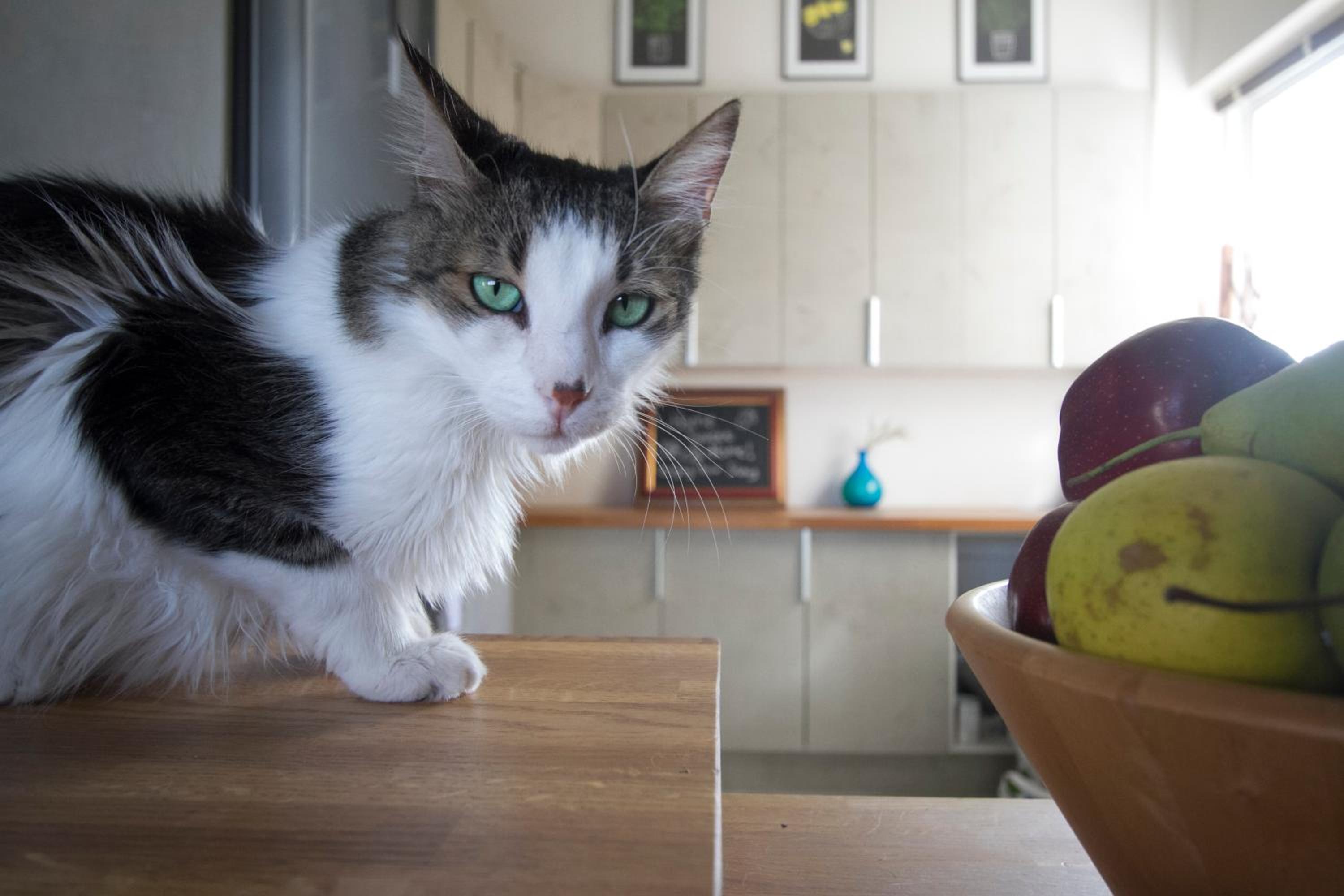 Penthouse Apartment - Cat Sitting - Photo 62