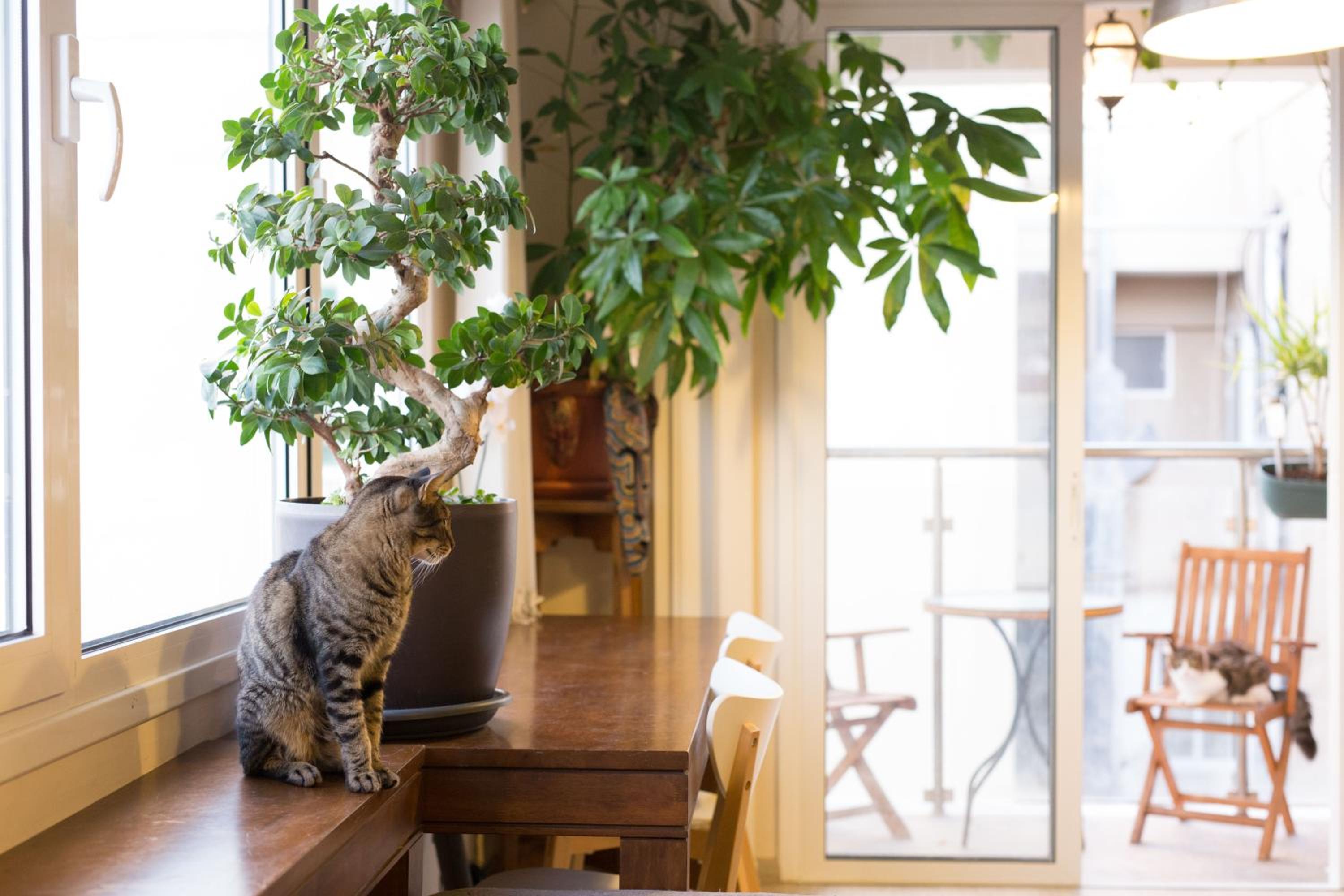 Penthouse Apartment - Cat Sitting - Photo 3