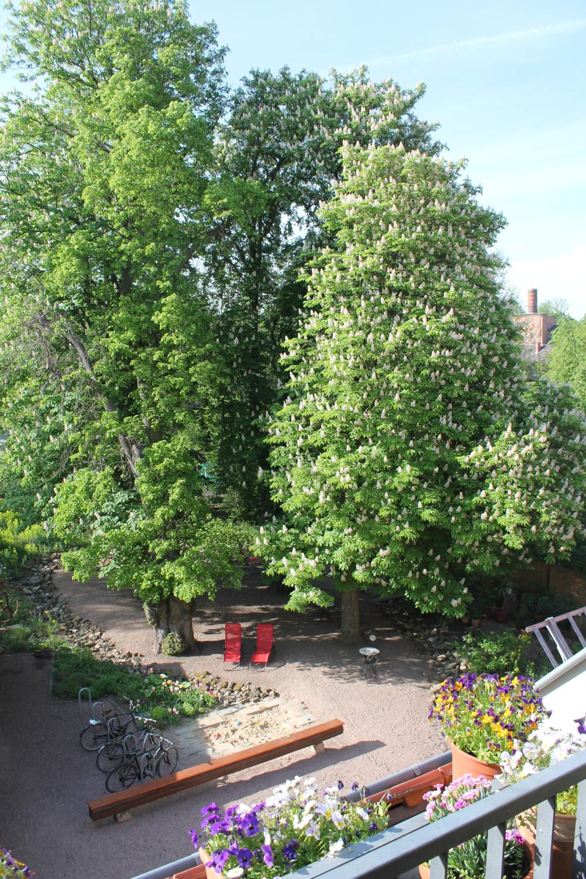 Studio with Garden View photo 2
