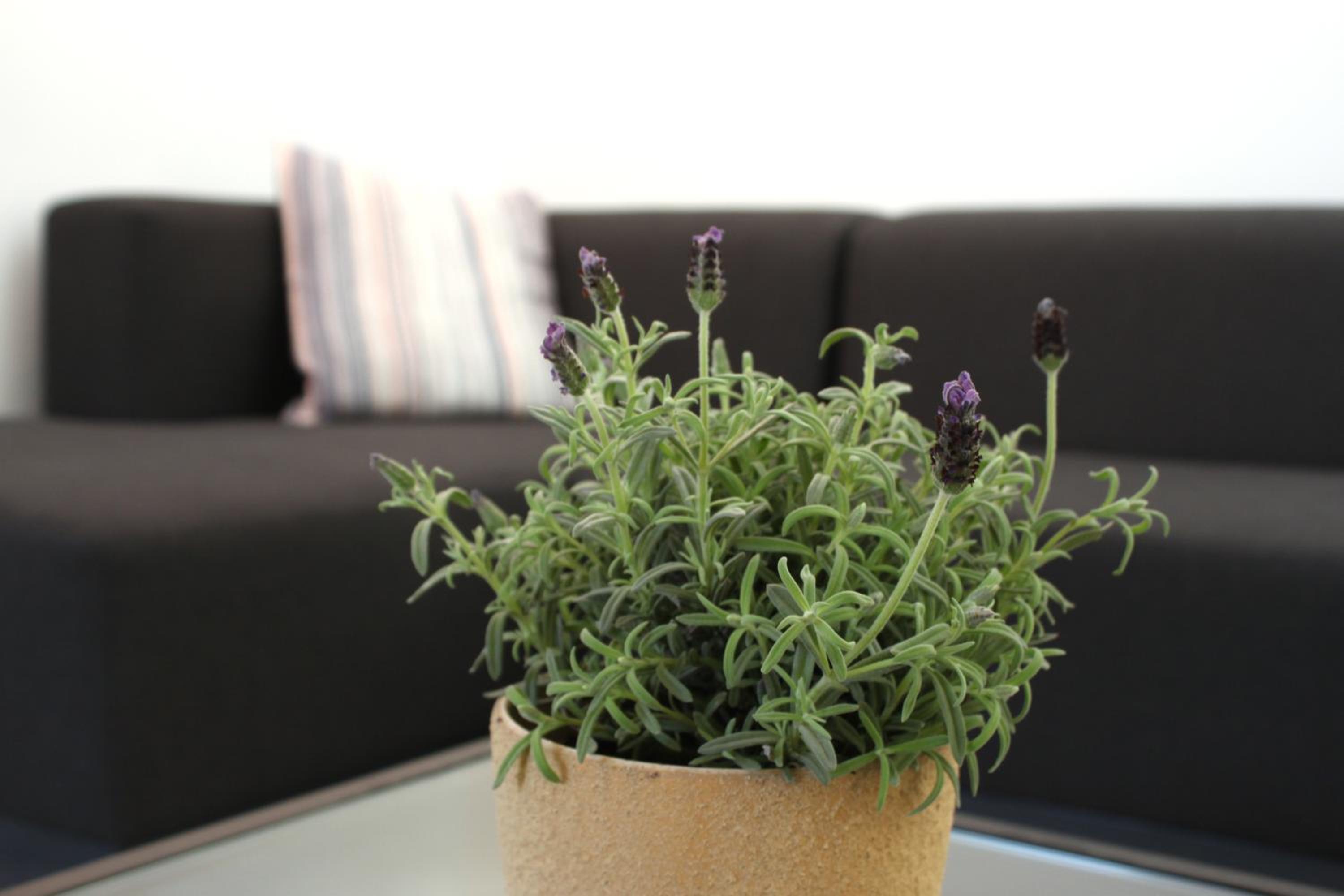 Penthouse Apartment - Photo 17