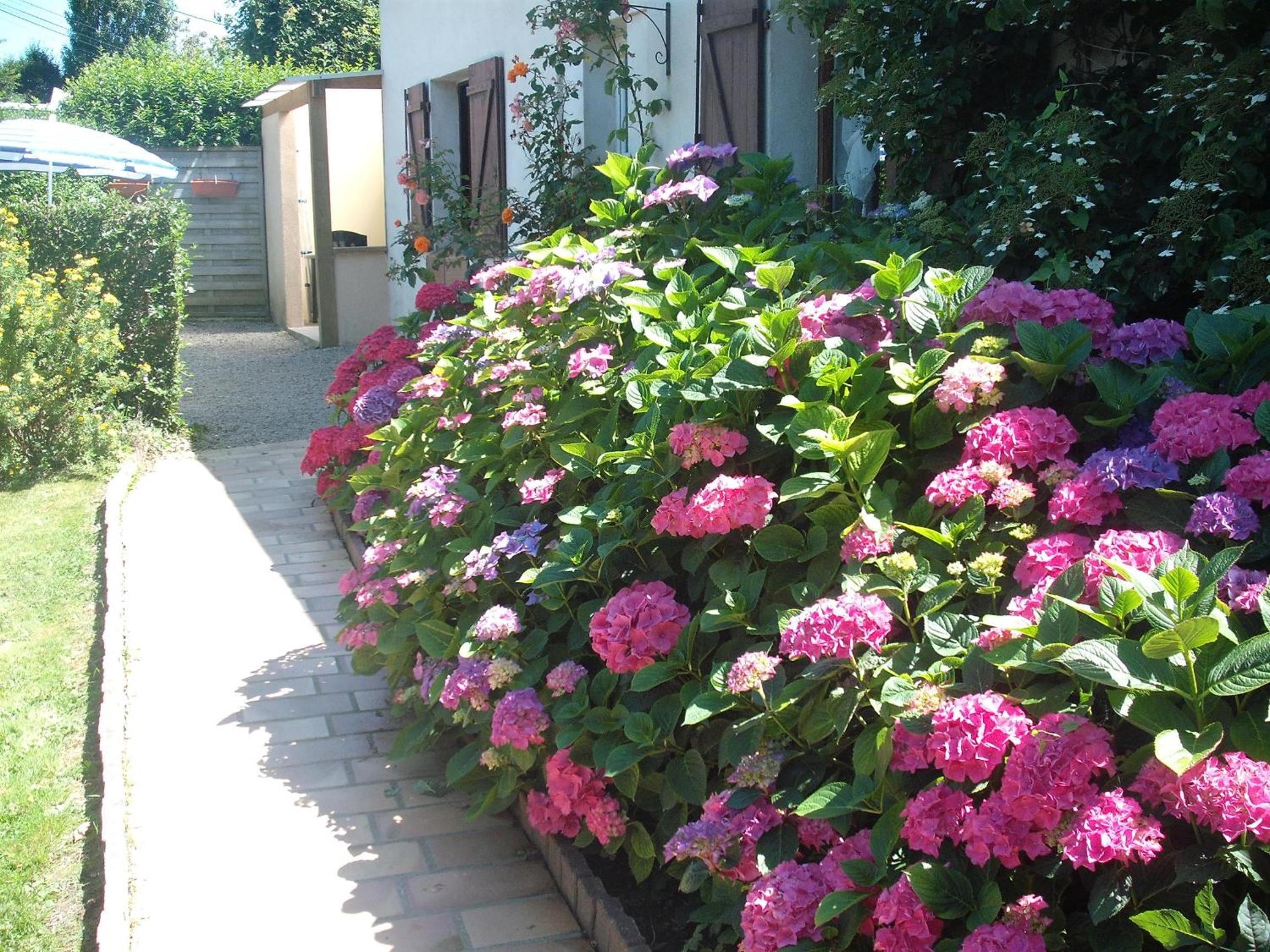 Studio with Garden View photo 2