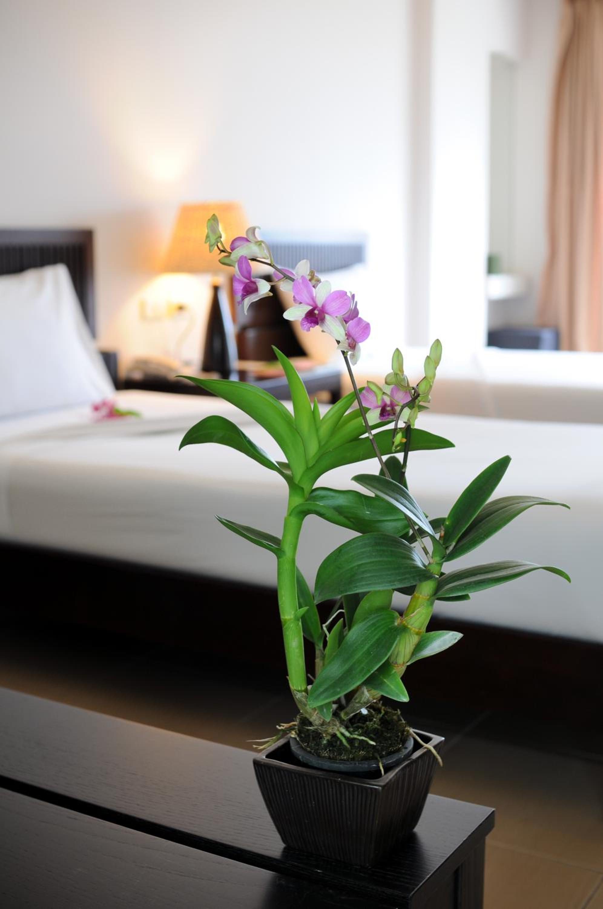 Superior Twin Room with Balcony photo 3