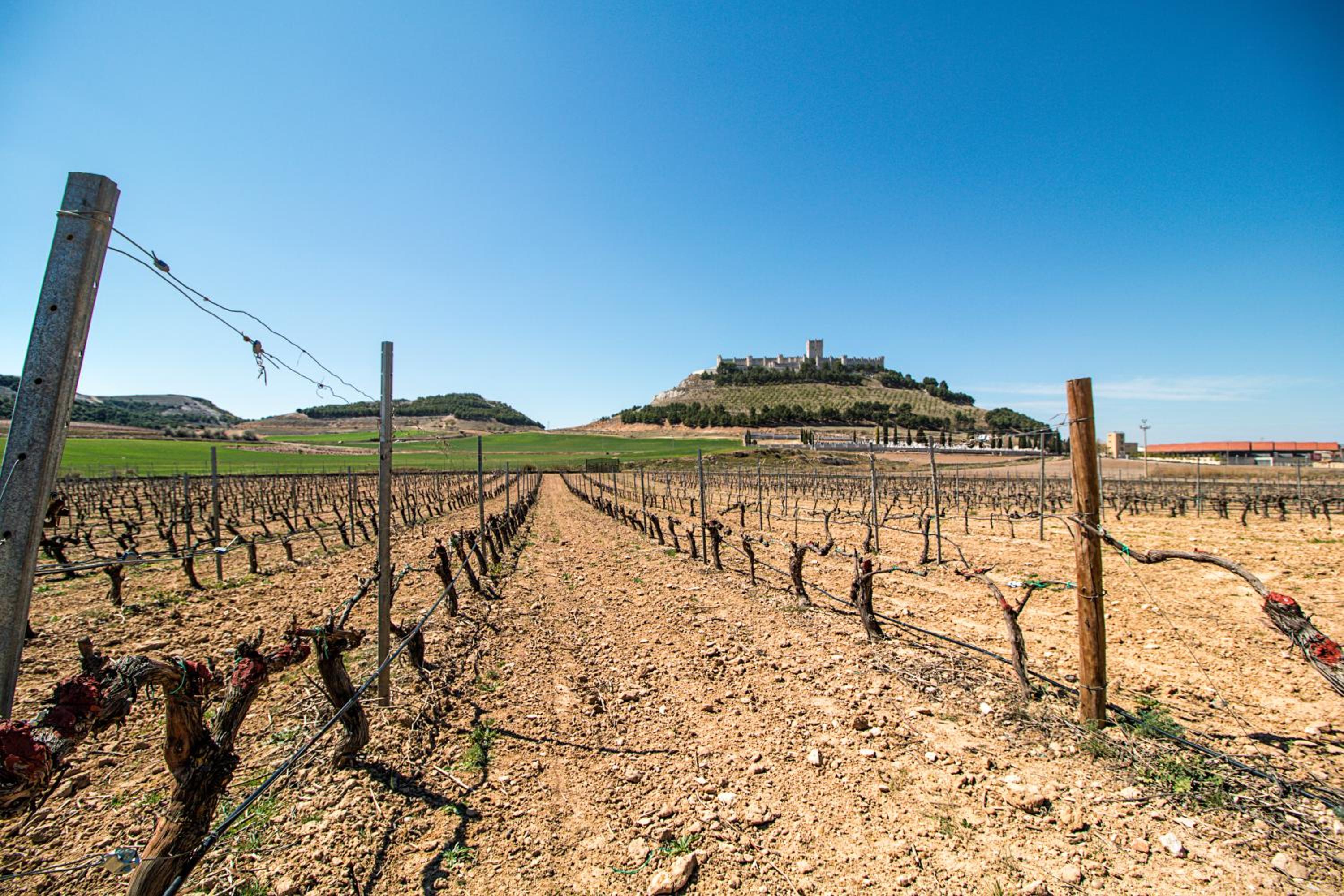 CASA BODEGAS MARCOS - Photo 48
