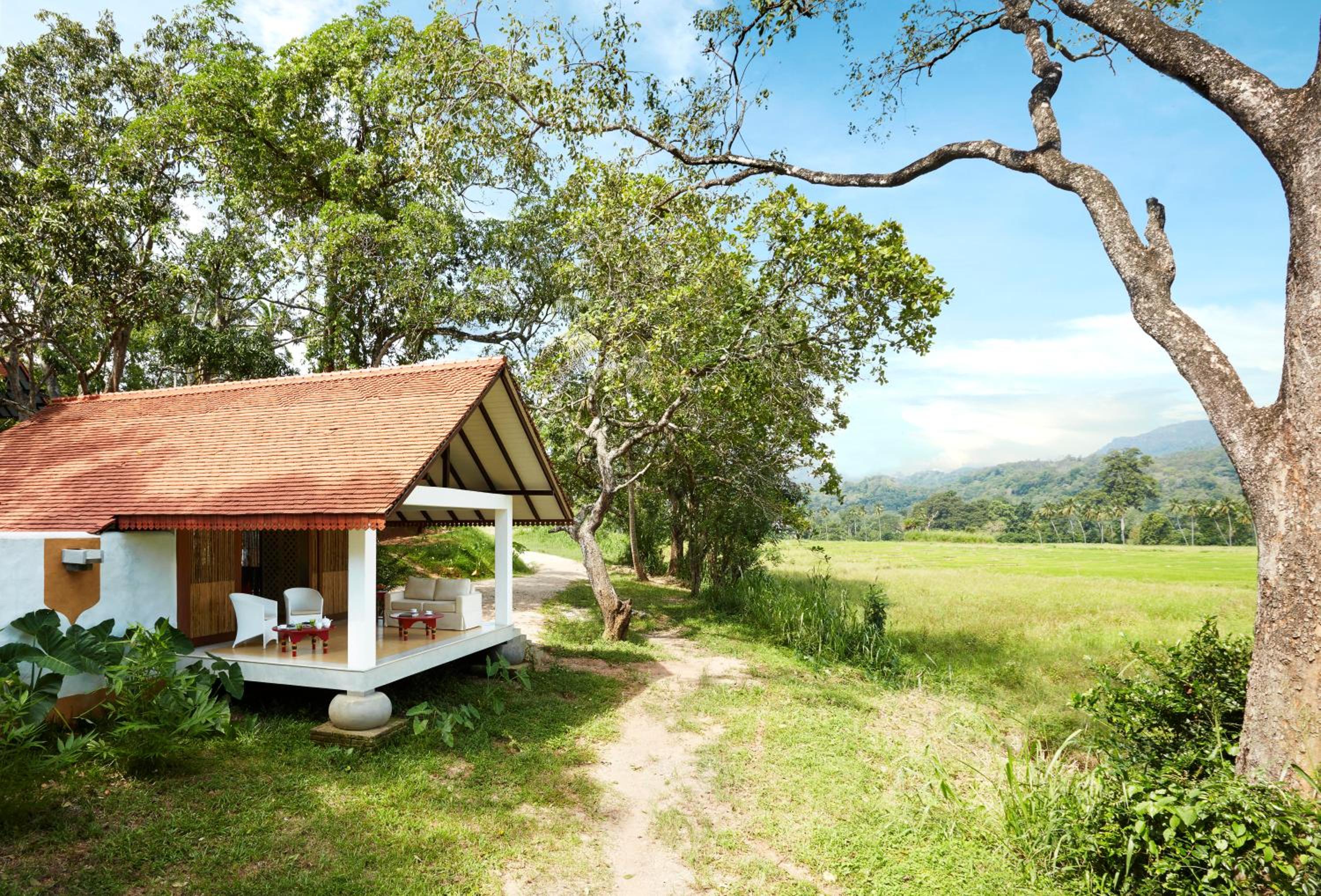 Wel Vidana – Paddy Field View