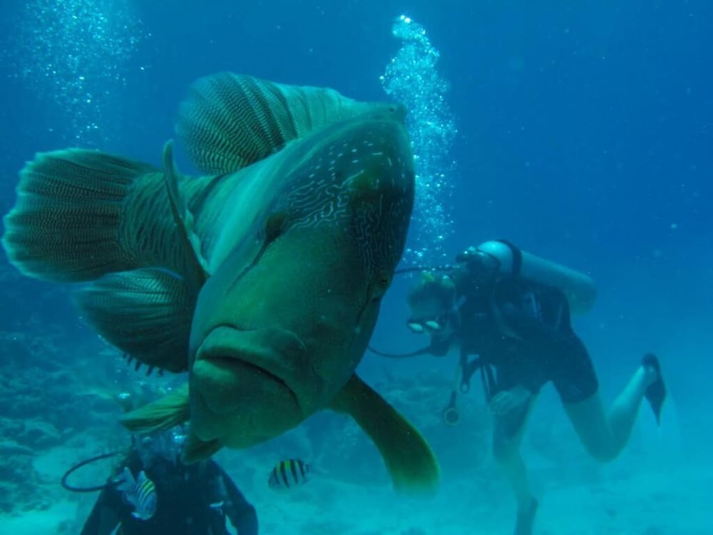 Deep Blue Dive Experience