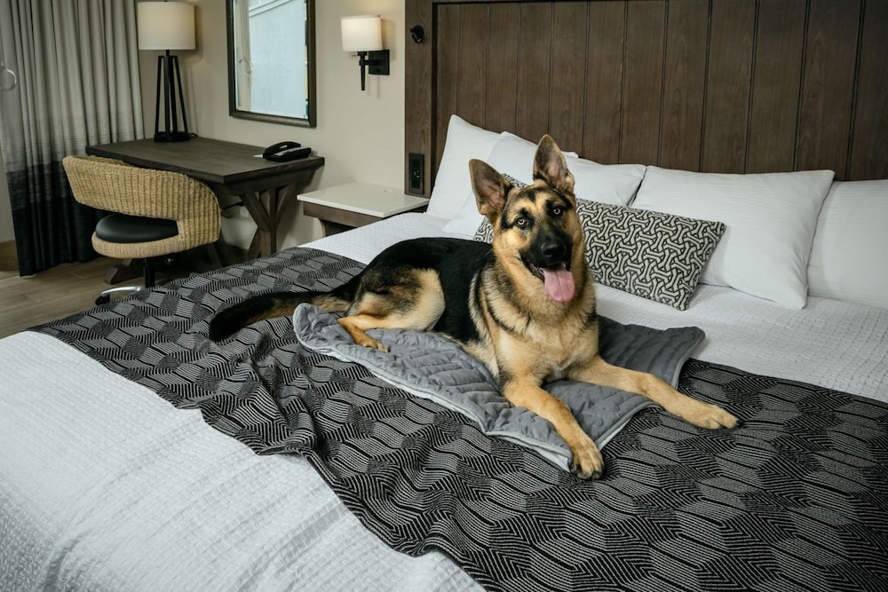 Room, 1 King Bed, Oceanfront (Ada,Pet Friendly) photo 2