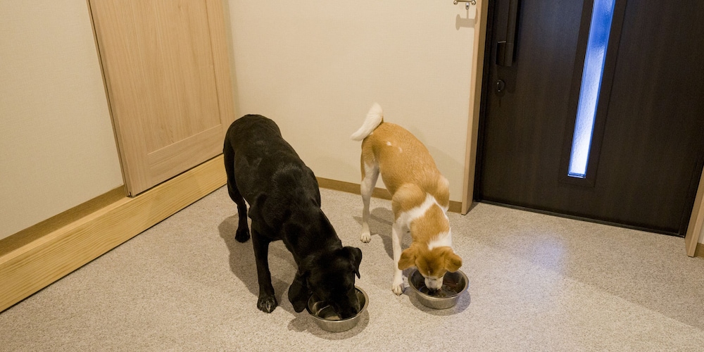 [Dog-friendly] Room for 8 People, Non Smoking - Photo 21