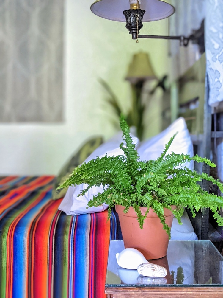 Macaw Suite photo 1