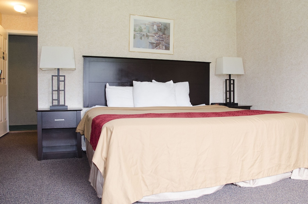 Room, 1 King Bed with Sofa bed photo 1