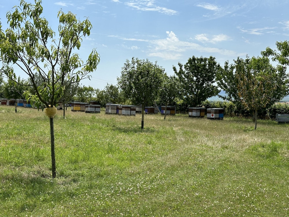 L'intemporel, 사진 2