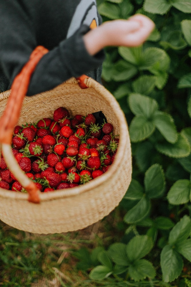 [Strawberry PKG] Suite(cooking/standard/bed)-Strawberry harvesting for 2(Jeonghyeon Strawberry Farm) photo 1