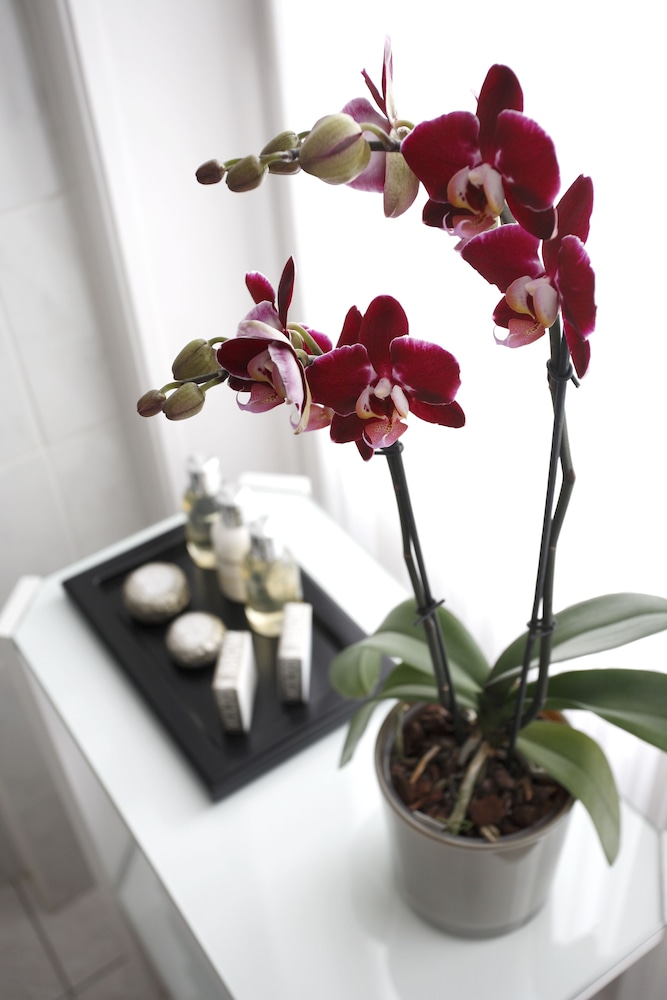 Classic Room - Photo 6