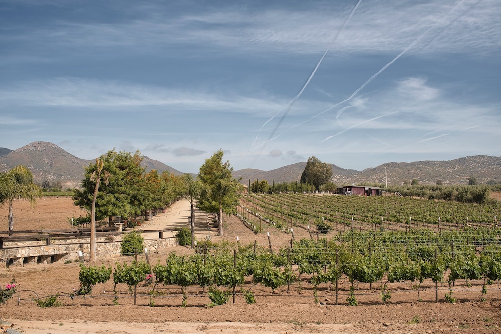 Luxury Room, 1 King Bed, Vineyard View, Villa Sorrento photo 2