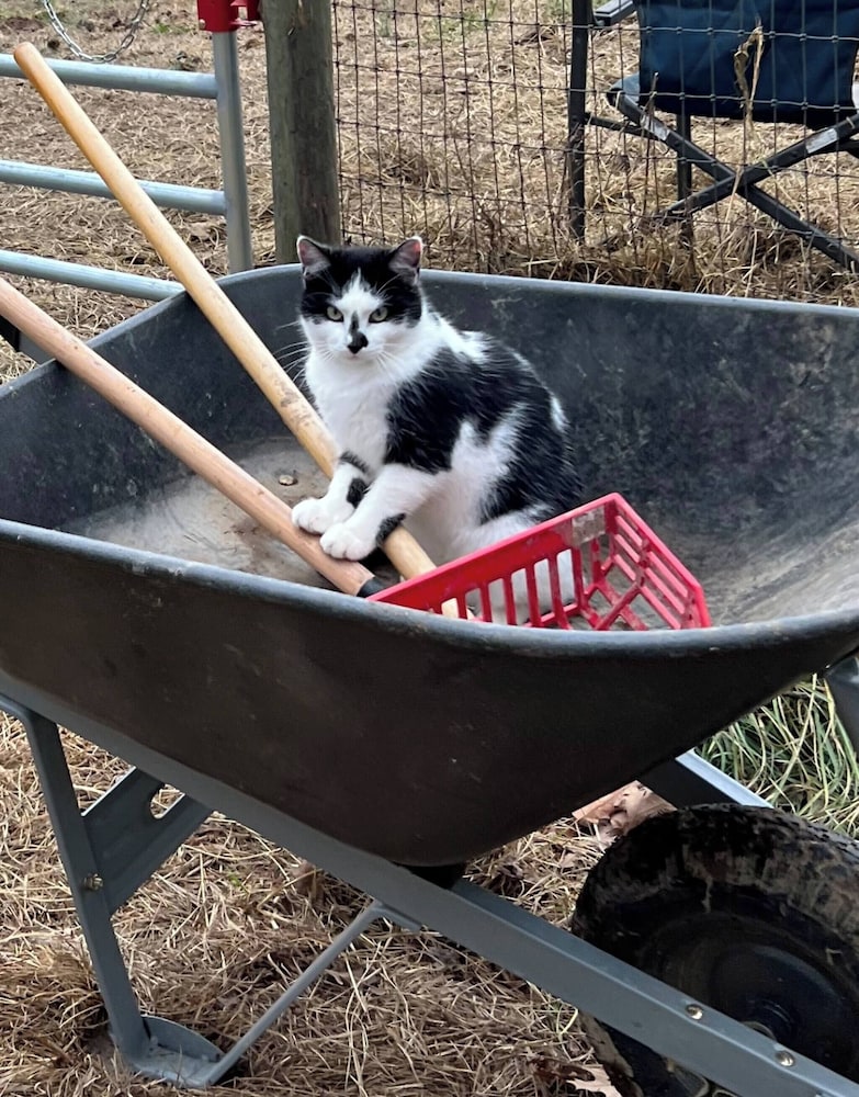 Experiência na Fazenda em uma Linda Cabana de Madeira, Fotografia 18