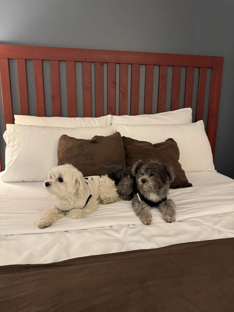 Pet-Friendly: 1 Queen Bed - Photo 4