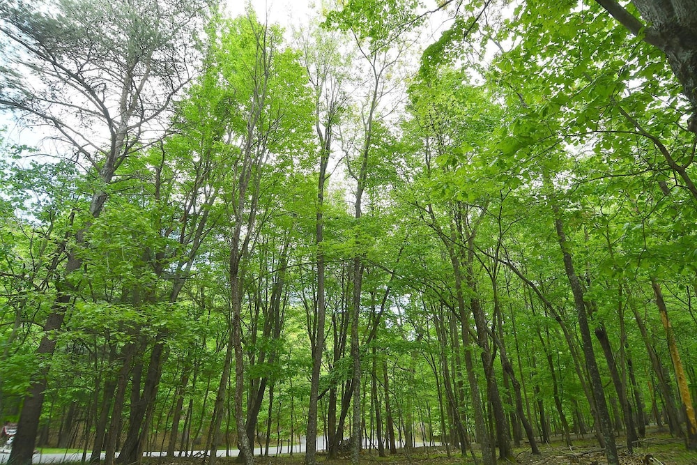 House, Multiple Beds (Woods Song - Natures Promise) photo 2