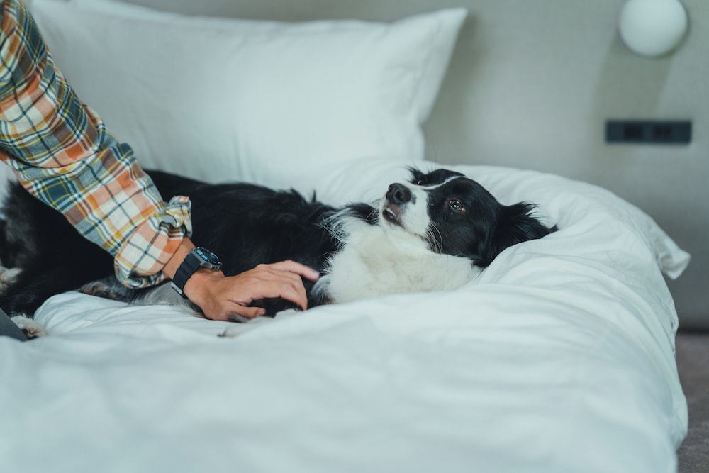 Simple Room [Dog-Friendly], Non Smoking photo 1
