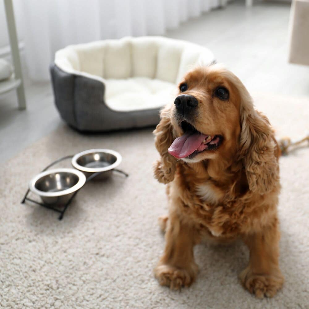 Standard Room - Pet Friendly - Photo 3