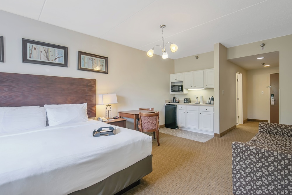 Studio Suite, 1 Queen Bed with Sofa bed photo 1
