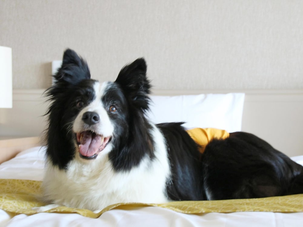 Dog Friendly Room Premium Japanese-Western-Style (Non-smoking) photo 3