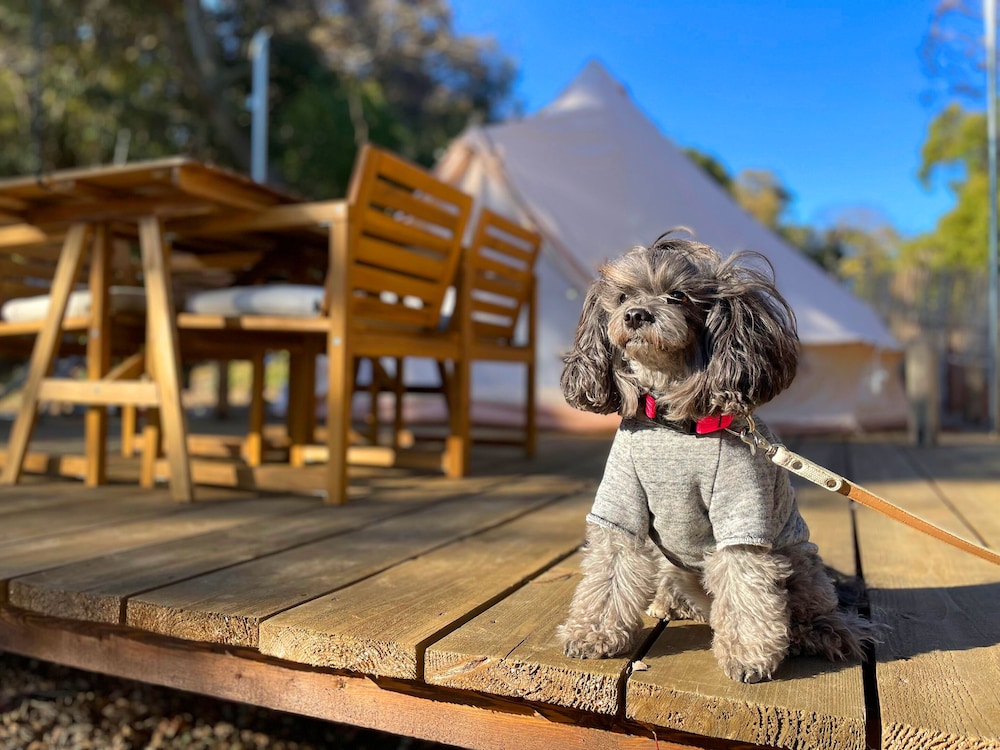 Deluxe Tent, Non Smoking (Pet-friendly) photo 2