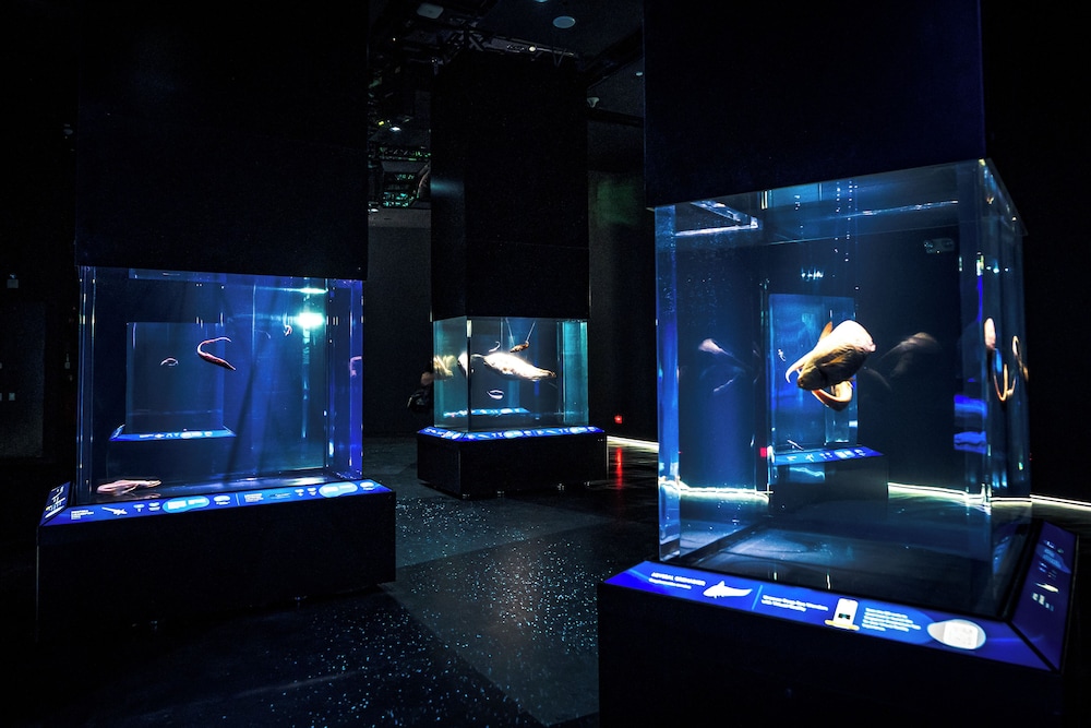 3D2N Seas The Day – Deluxe Room with Singapore Oceanarium Tickets for 2 persons 3D2N Seas The Day – Deluxe Room with Singapore Oceanarium Tickets for 2 persons
