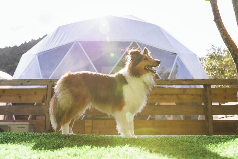 Dome Tent Pets allowed, Non Smoking - Photo 8