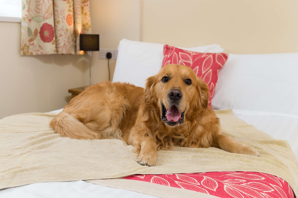 Standard Room, Multiple Beds, Non Smoking (Pet Friendly)