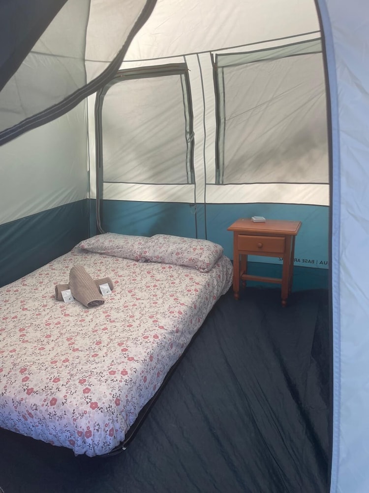 Carpa P17