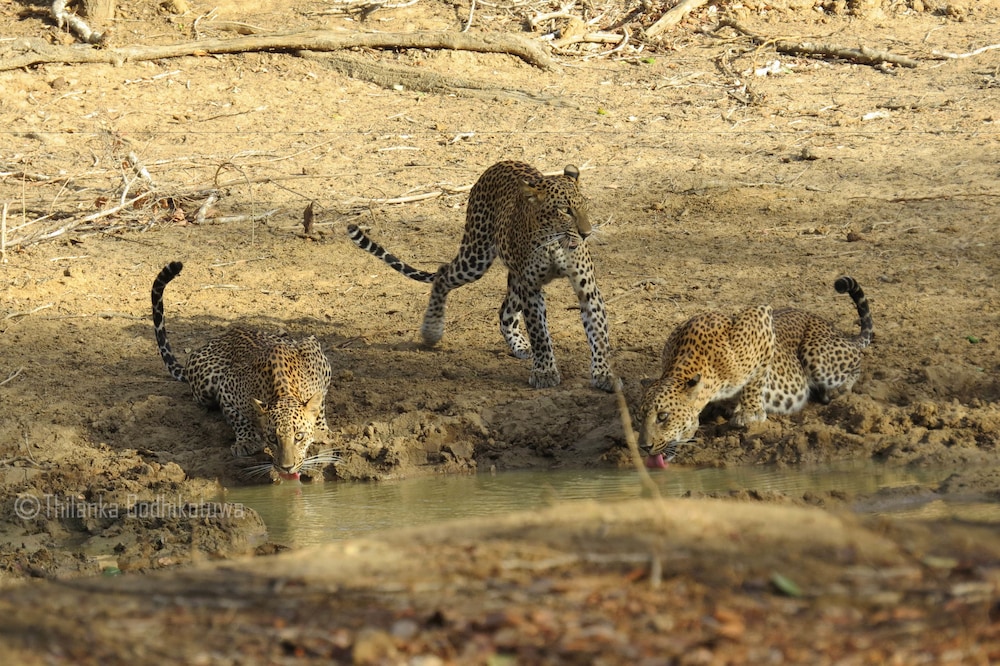Family Glamping Suite bordering Yala with a Guided Safari photo 3