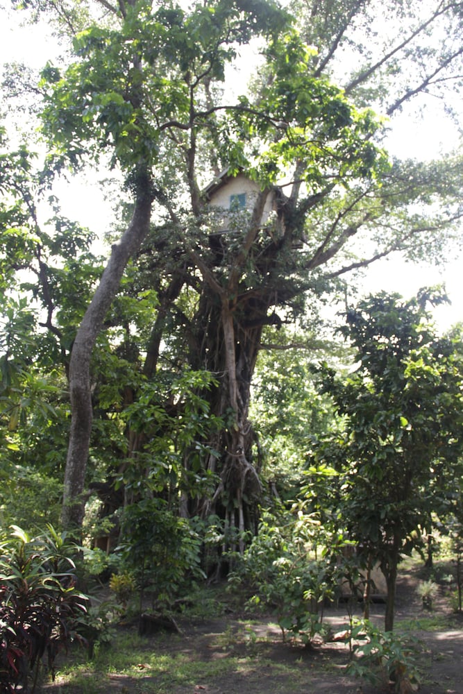 Tree House photo 2
