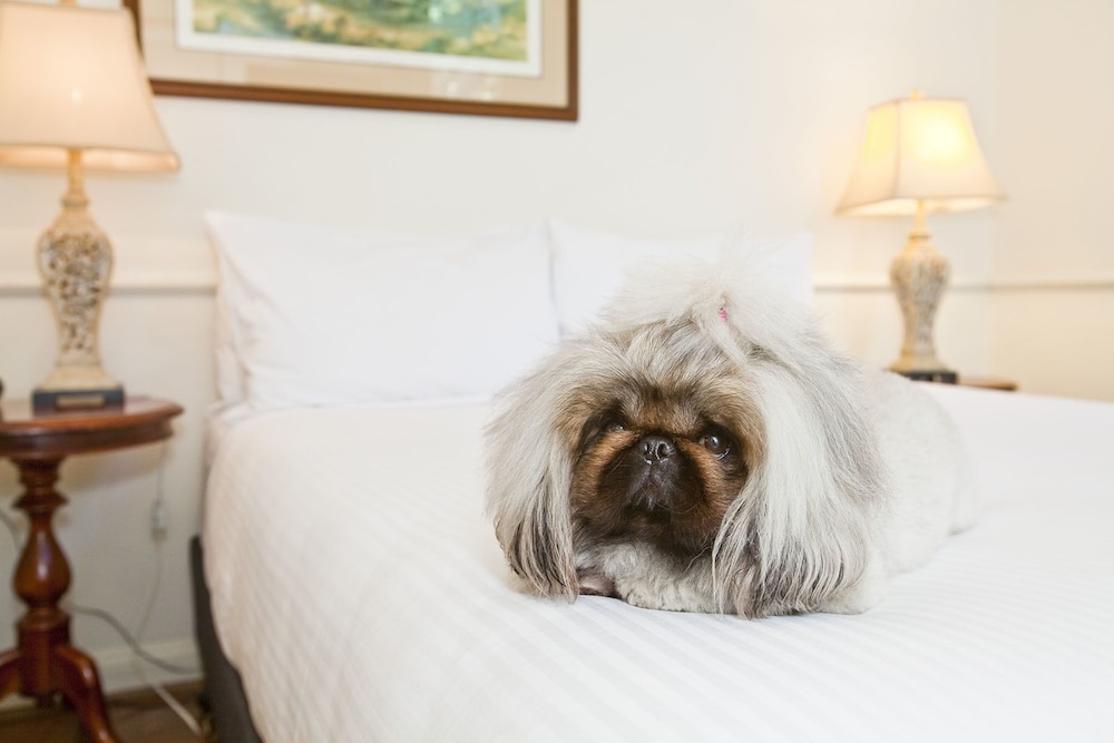 Queen Standard Pet Friendly