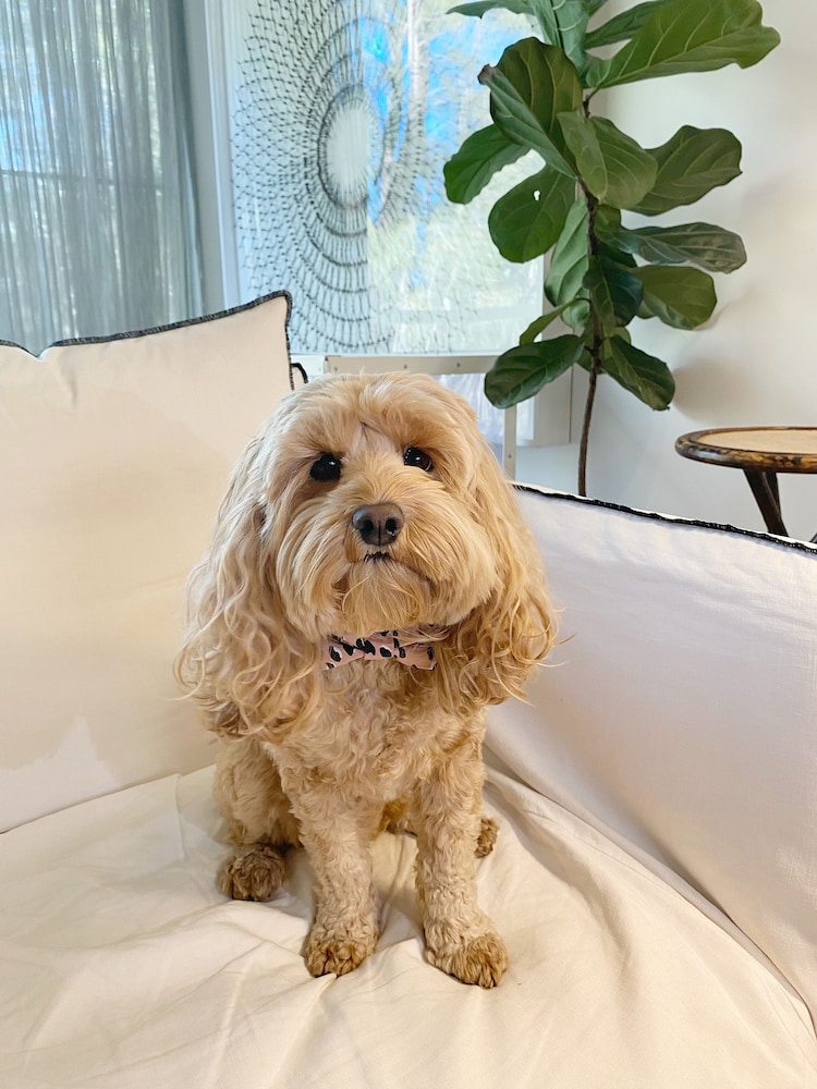 Pavilion Classic Pet-Friendly room photo 2