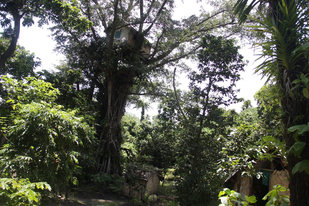 Tree House photo 3