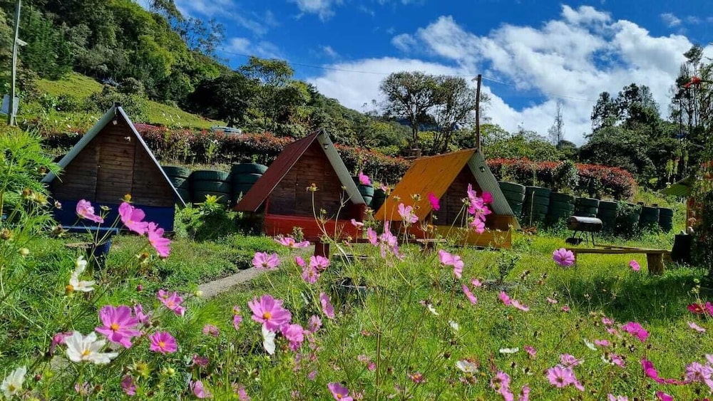 Basic Tent, Mixed Dorm photo 3