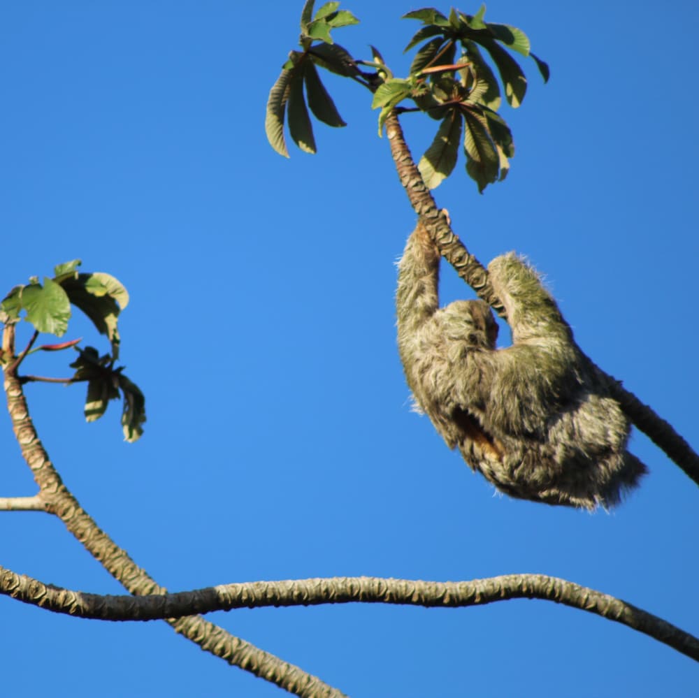 Villa Colibri photo 3