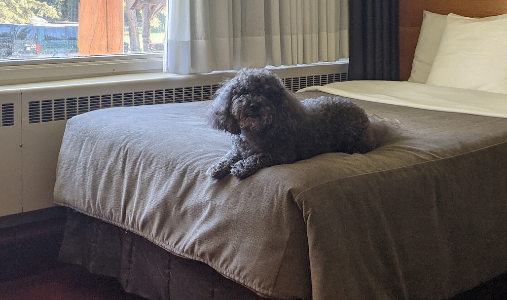 Standard Double (Pet Room) photo 1