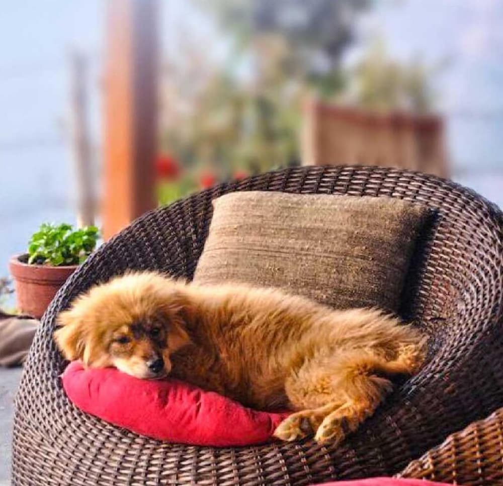 Pet Friendly photo 1