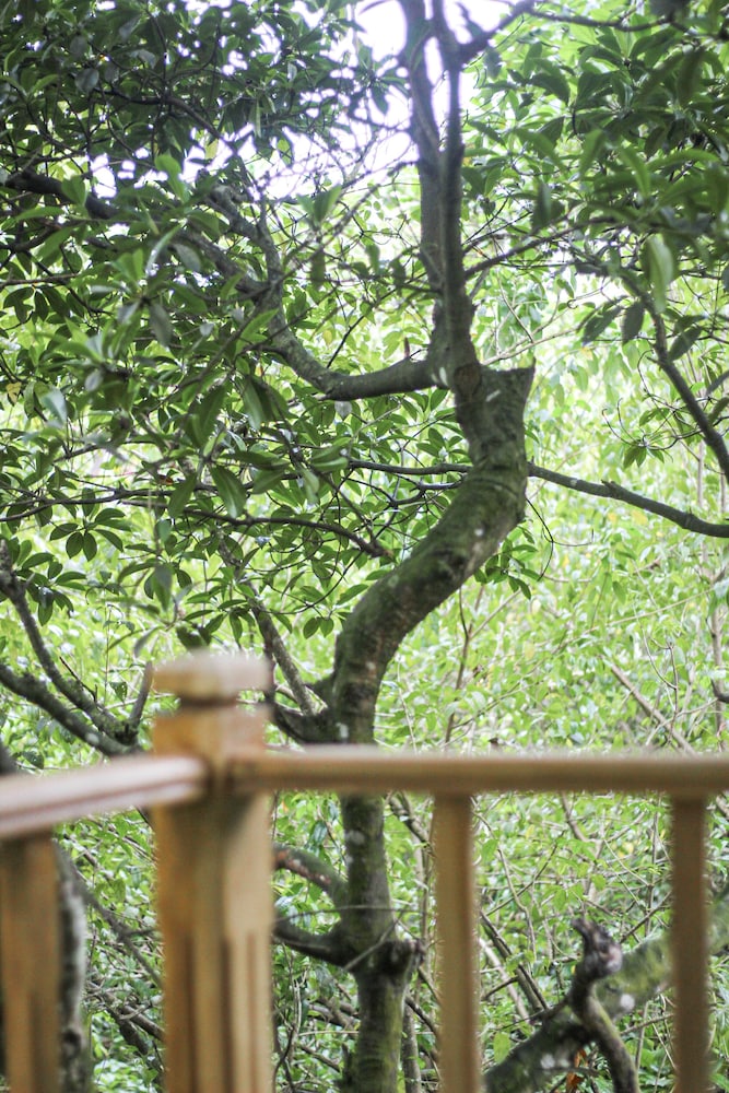 Standard Tree House, 1 Bedroom, Garden View, Garden Area photo 3